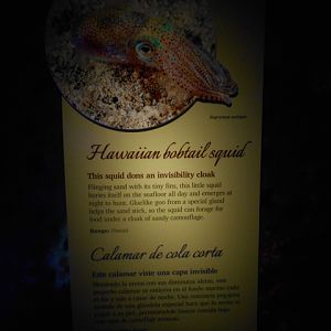 bobtail_squid_sign