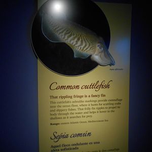 common_cuttlefish_sign
