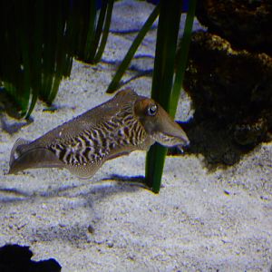 Common cuttlefish