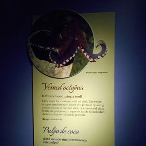 veined_octopus_sign