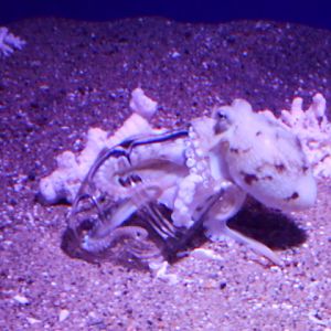 Veined octopus squeezing into jar