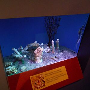 Wunderpus exhibit