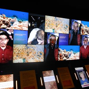 Cuttlefish camouflage interactive