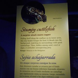 Stumpy cuttlefish sign