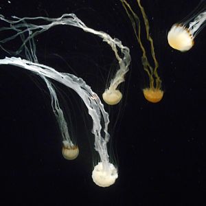 Indonesian sea nettles