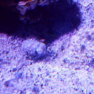 Hawaiian bobtail squid