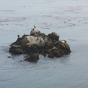 Harbor seals and cormorants