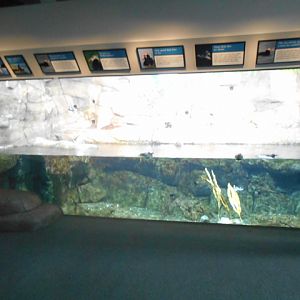 Sea bird exhibit