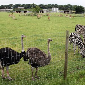African plains 29/6/14