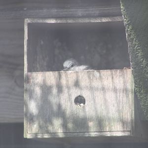 Diamond Dove nest, 19th June 2014
