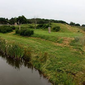Other Lion enclosure 26/6/14