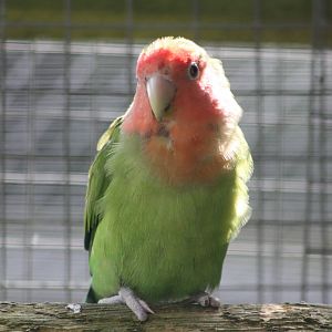 Peach-faced Lovebird, 19th June 2014