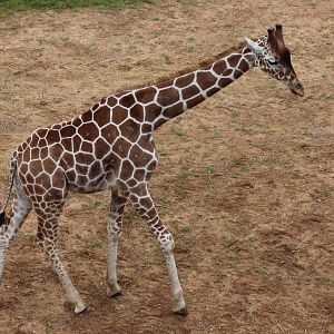 Jengo the reticulated Giraffe 29/6/14