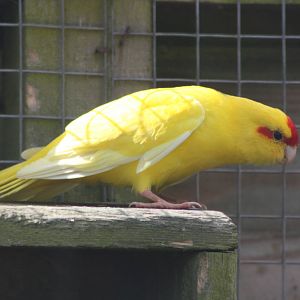 Red-fronted Kakariki, 19th June 2014