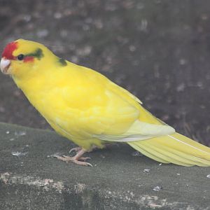 Red-fronted Kakariki, 19th June 2014