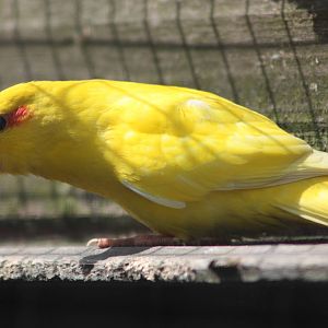 Red-fronted Kakariki, 19th June 2014