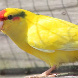 Red-fronted Kakariki, 19th June 2014