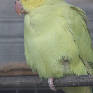 Young Indian Ring-necked Parakeet, 19th June 2014