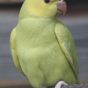 Young Indian Ring-necked Parakeet, 19th June 2014