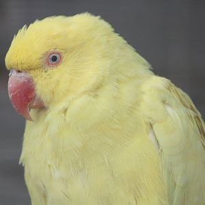 Indian Ring-necked Parakeet, 19th June 2014