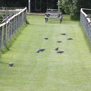 Wood Pigeon Walk, 19th June 2014
