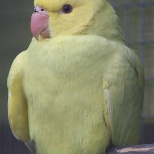 Young Indian Ring-necked Parakeet, 19th June 2014