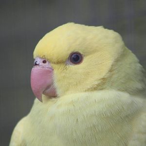 Young Indian Ring-necked Parakeet, 19th June 2014