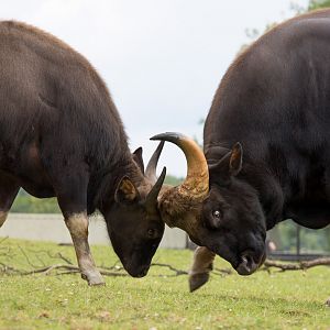 Gaur : Whipsnade : 29 Jun 2014