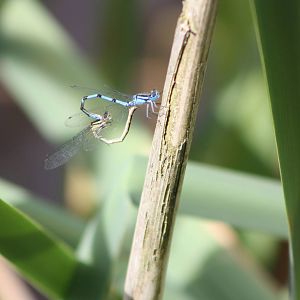 I am no entomologist either, 19th June 2014