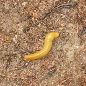 Banana slug