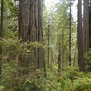 Old growth redwood forest, Prairie Creek State Park