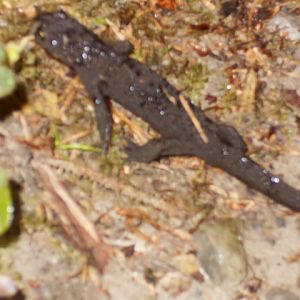 Rough-skinned Newt, Prairie Creek Redwoods State Park