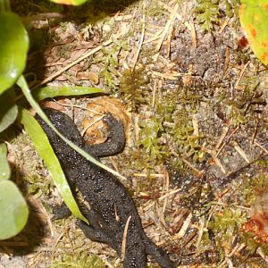 Rough-skinned Newt, Prairie Creek Redwoods State Park