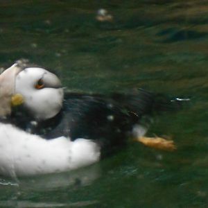 Horned puffin