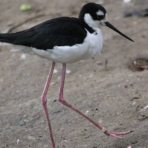 Mexican stilt
