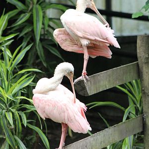 Roseate spoonbills