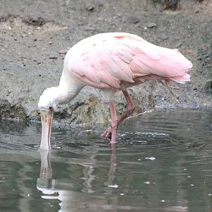 Roseate spoonbill
