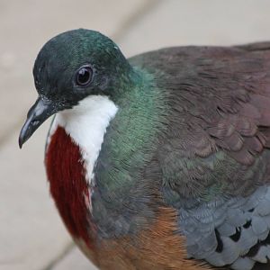 Bartlett bleeding heart