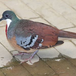 Bartlett bleeding heart