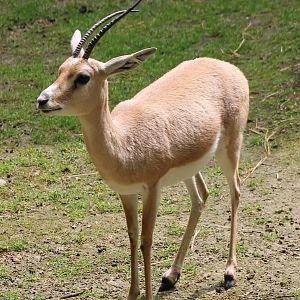 Slender-horned gazelle