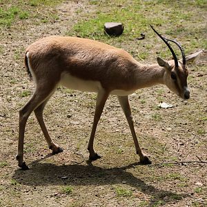 Slender-horned gazelle