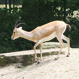 Slender-horned gazelle