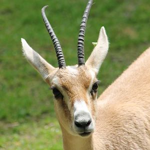 Slender-horned gazelle