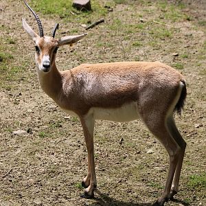 Slender-horned gazelle