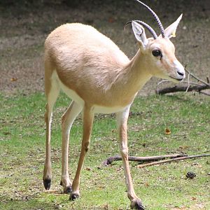 Slender-horned gazelle