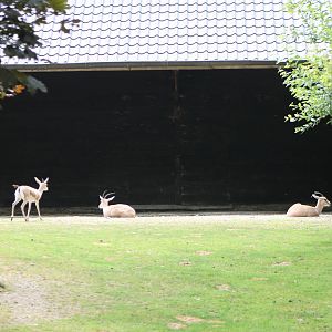 Part of the Slender-horned gazelle enclosure