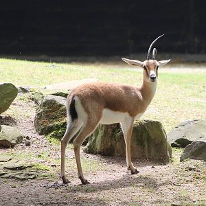 Slender-horned gazelle