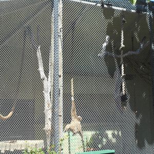 White-handed gibbon exhibit