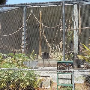 Spider monkey exhibit