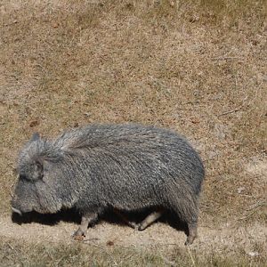 Chacoan peccary